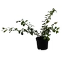Kép 1/2 - Chaenomeles speciosa 'Nivalis' / Fehér virágszínű japán birs
