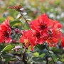 Kép 2/2 - Chaenomeles x superba 'Etna' / Bíbor virágszínű japánbirs