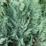 Kép 2/2 - Chamaecyparis lawsoniana 'Columnaris' / Kék hamisciprus (törzses)