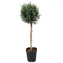 Kép 1/2 - Chamaecyparis lawsoniana 'Columnaris' / Kék hamisciprus (törzses)