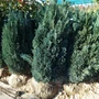 Kép 2/2 - Chamaecyparis lawsoniana 'Ellwoodii' / Oregoni hamisciprus (földlabdás)