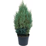 Kép 1/2 - Chamaecyparis lawsoniana 'Ellwoodii' / Oregoni hamisciprus (földlabdás)