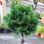 Kép 2/2 - Chamaecyparis obtusa 'Nana Gracilis' / Hinoki álciprus (1/4 törzses)