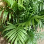 Kép 2/2 - Chamaedorea elegans / Gyompálma
