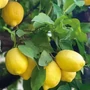 Kép 2/2 - Citrus limonum / Termő citromfa