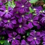 Kép 2/2 - Clematis 'Etoile Violette' / Mélylila virágú iszalag