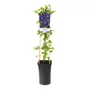 Kép 1/2 - Clematis 'Etoile Violette' / Mélylila virágú iszalag