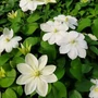 Kép 2/2 - Clematis 'Guernsey Cream' / Fehér virágú korai iszalag
