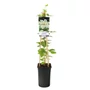 Kép 1/2 - Clematis 'Guernsey Cream' / Fehér virágú korai iszalag