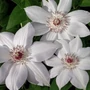 Kép 2/2 - Clematis 'Miss Bateman' / Fehér virágú iszalag