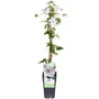 Kép 1/2 - Clematis 'Miss Bateman' / Fehér virágú iszalag
