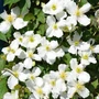 Kép 2/2 - Clematis montana 'Grandiflora' / Fehér virágú hegyi iszalag