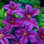 Kép 2/2 - Clematis 'Mrs N Thompson' / Lila - vörös tarka virágú iszalag