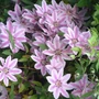 Kép 2/2 - Clematis 'Nelly Moser' / Rózsaszín - fehér tarka virágú iszalag