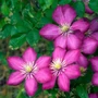Kép 2/2 - Clematis 'Ville de Lyon' / Rózsaszín virágú iszalag