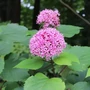 Kép 3/3 - Clerodendrum bungei / Vörösödő végzetfa