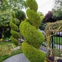 Kép 2/2 - Cupessocyparis leylandii 'Gold Rider' / Aranylombú leylandi ciprus (spirál)