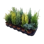 Kép 1/2 - Conifera mix / Örökzöld mix