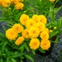 Kép 2/2 - Coreopsis grandiflora 'Golden Sphere' / Nagyvirágú menyecskeszem