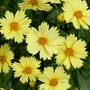 Kép 2/2 - Coreopsis 'Solanna Glow' / Menyecskeszem, szépecske