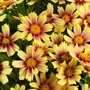 Kép 2/2 - Coreopsis 'Solanna Sunset Burst' / Menyecskeszem, szépecske