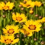 Kép 2/2 - Coreopsis grandiflora 'Sunkiss Yellow and Red' / Nagyvirágú menyecskeszem