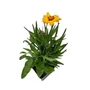 Kép 1/2 - Coreopsis grandiflora 'Sunkiss Yellow and Red' / Nagyvirágú menyecskeszem