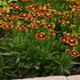 Kép 2/2 - Coreopsis grandiflora 'UpTick Red' / Nagyvirágú menyecskeszem