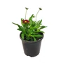 Kép 1/2 - Coreopsis grandiflora 'UpTick Red' / Nagyvirágú menyecskeszem