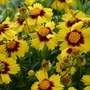 Kép 2/2 - Coreopsis grandiflora 'UpTick Yellow and Red' / Nagyvirágú menyecskeszem