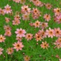 Kép 2/2 - Coreopsis verticillata 'Limerock Dream' / Keskenylevelű menyecskeszem