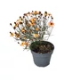 Kép 1/2 - Coreopsis verticillata 'Limerock Dream' / Keskenylevelű menyecskeszem