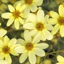 Kép 2/3 - Coreopsis verticillata 'Moonbeam' / Keskenylevelű menyecskeszem