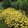 Kép 3/3 - Coreopsis verticillata 'Moonbeam' / Keskenylevelű menyecskeszem