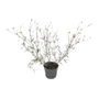 Kép 1/3 - Coreopsis verticillata 'Moonbeam' / Keskenylevelű menyecskeszem