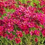 Kép 2/2 - Coreopsis verticillata 'Ruby Red' / Menyecskeszem, szépecske