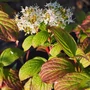 Kép 2/4 - Cornus alba / Fehér som