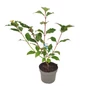 Kép 1/3 - Cornus alba 'Siberian Pearls' / Piros vesszős fehér som