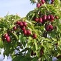 Kép 3/3 - Cornus mas 'Kazanlak' / Húsos som