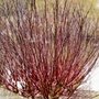 Kép 2/3 - Cornus sanguinea / Veresgyűrű som