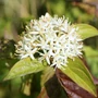 Kép 3/3 - Cornus sanguinea / Veresgyűrű som