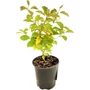 Kép 1/3 - Cornus sanguinea / Veresgyűrű som