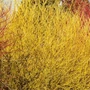 Kép 1/2 - Cornus stolonifera 'Flaviramea' / Sárga vesszejű som