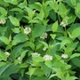 Kép 3/3 - Cornus stolonifera 'Flaviramea' / Sárga vesszejű som
