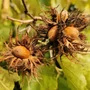 Kép 2/2 - Corylus colurna / Törökmogyoró
