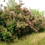 Kép 3/3 - Cotinus coggygria  / Cserszömörce fa