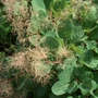 Kép 2/3 - Cotinus coggygria  / Cserszömörce fa