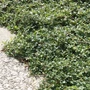 Kép 2/2 - Cotoneaster dammerii 'Eichholz' / Madárbirs