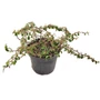 Kép 1/2 - Cotoneaster dammerii 'Mooncreeper' / Szőnyeg madárbirs