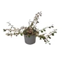 Kép 1/2 - Cotoneaster dammerii 'Eichholz' / Madárbirs